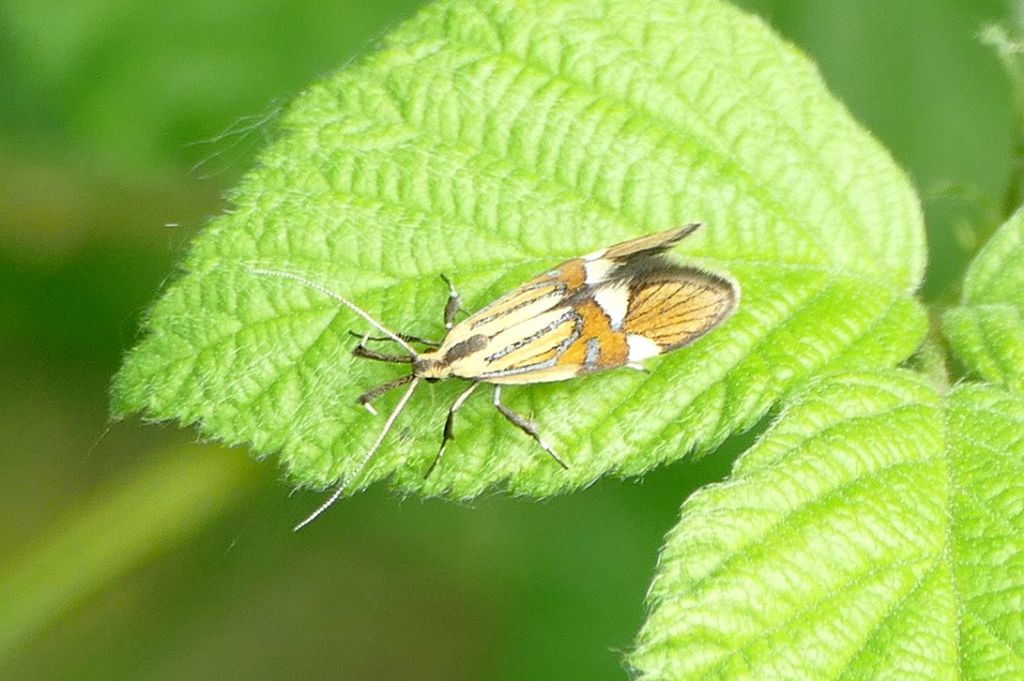 Alabonia geoffrella - Oecophoridae